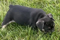 Grumpy, a male French Bulldog for sale in Sturgis, MI – 5 of 9