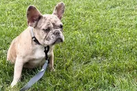 Gizmo, a male French Bulldog for sale in Sturgis, MI – 6 of 10