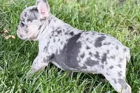 Greta, a female French Bulldog for sale in Sturgis, MI – 6 of 9