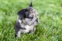 Ginger, a female French Bulldog for sale in Sturgis, MI – 4 of 10