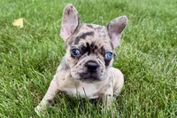 Roxy , a female Frenchton for sale in Sturgis, MI – 9 of 10