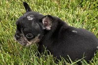 Koda, a male French Bulldog for sale in Sturgis, MI – 6 of 7