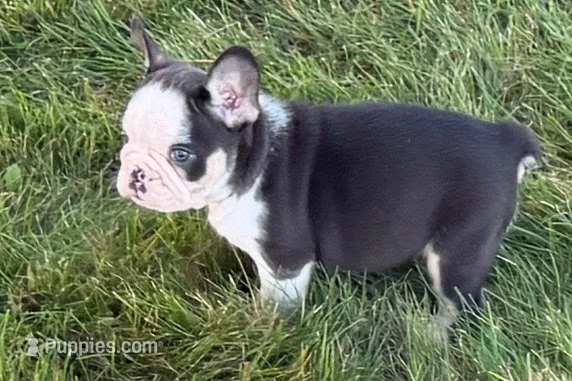 Chandler  – French Bulldog puppy for sale in Sturgis, MI