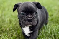 Remy , a male Frenchton for sale in Sturgis, MI – 3 of 10