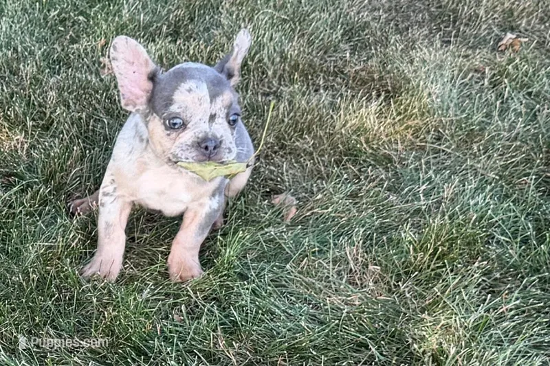 Kirby – French Bulldog puppy for sale in Sturgis, MI