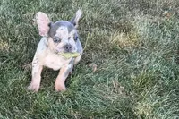 Kirby, a male French Bulldog for sale in Sturgis, MI – 1 of 10