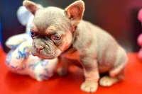 Stella, a female French Bulldog for sale in Sturgis, MI – Photo 7 of 9