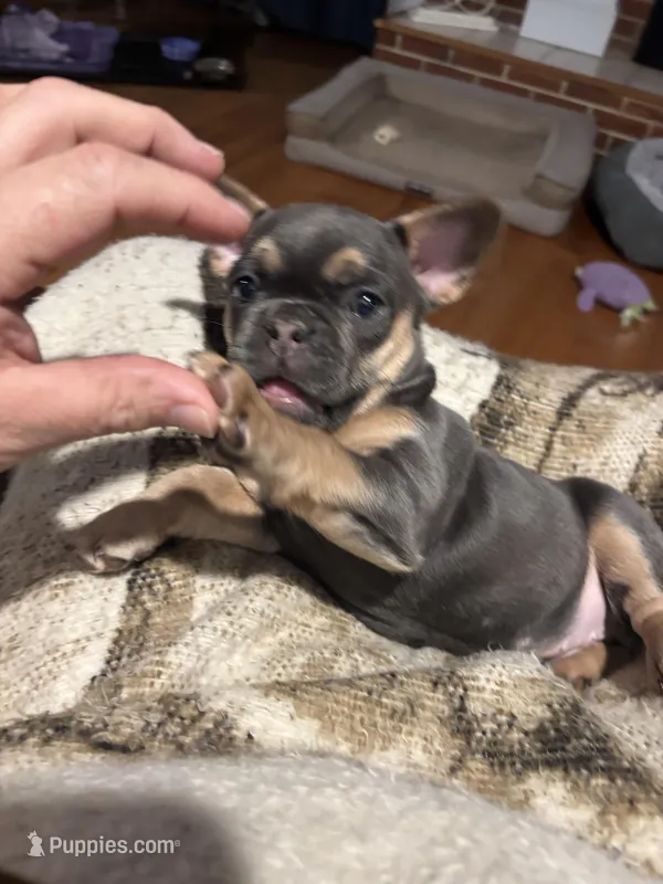 Stella – French Bulldog puppy for sale in Sturgis, MI