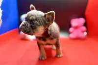 Stella, a female French Bulldog for sale in Sturgis, MI – Photo 5 of 9