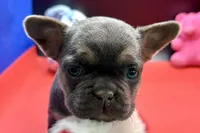 Stella, a female French Bulldog for sale in Sturgis, MI – Photo 2 of 9