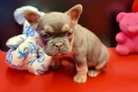 Stella, a female French Bulldog for sale in Sturgis, MI – Photo 8 of 9