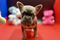 Stella, a female French Bulldog for sale in Sturgis, MI – Photo 4 of 9
