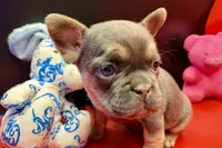 Stella, a female French Bulldog for sale in Sturgis, MI – Photo 9 of 9
