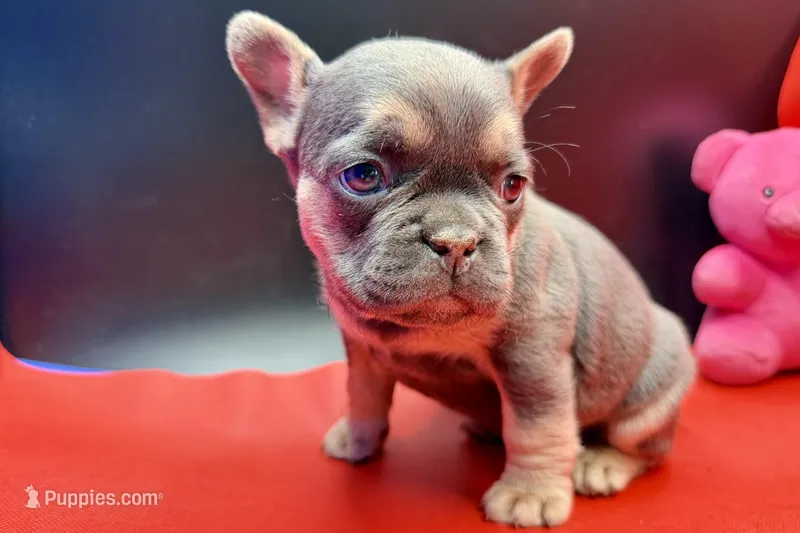 Stella, a female French Bulldog for sale in Sturgis, MI – Photo 1 of 9