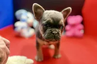 Stella, a female French Bulldog for sale in Sturgis, MI – Photo 6 of 9