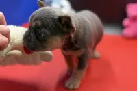 Stella, a female French Bulldog for sale in Sturgis, MI – Photo 3 of 9