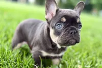 Daisy, a female French Bulldog for sale in Sturgis, MI – 5 of 10