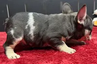 Zack , a male French Bulldog for sale in Sturgis, MI – 9 of 9