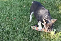 Marshall, a male French Bulldog for sale in Sturgis, MI – 5 of 10