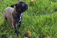 Verle, a male Frenchton for sale in Sturgis, MI – 8 of 10