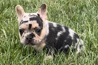Freddie see, a male French Bulldog for sale in Sturgis, MI – 4 of 7