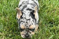 Frack, a male French Bulldog for sale in Sturgis, MI – 4 of 7