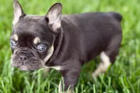 Daisy, a female French Bulldog for sale in Sturgis, MI – 9 of 10