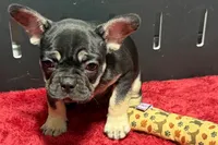 Zara , a male French Bulldog for sale in Sturgis, MI – 8 of 10