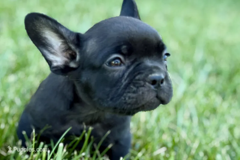 Clover – French Bulldog puppy for sale in Sturgis, MI