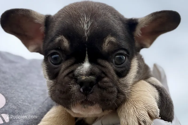 Marshall – French Bulldog puppy for sale in Sturgis, MI