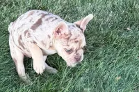 Kara, a female French Bulldog for sale in Sturgis, MI – 7 of 10