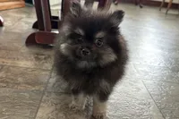 Ivan, a male Pomeranian for sale in Sturgis, MI – Photo 2 of 9