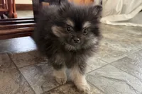 Ivan, a male Pomeranian for sale in Sturgis, MI – Photo 7 of 9