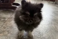 Ivan, a male Pomeranian for sale in Sturgis, MI – Photo 4 of 9