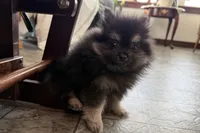 Ivan, a male Pomeranian for sale in Sturgis, MI – Photo 5 of 9