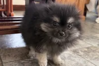 Ivan, a male Pomeranian for sale in Sturgis, MI – Photo 3 of 9