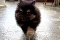 Ivan, a male Pomeranian for sale in Sturgis, MI – Photo 8 of 9