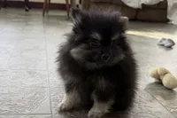 Ivan, a male Pomeranian for sale in Sturgis, MI – Photo 9 of 9