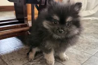 Ivan, a male Pomeranian for sale in Sturgis, MI – Photo 1 of 9