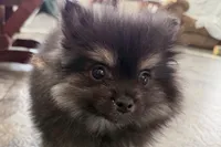 Ivan, a male Pomeranian for sale in Sturgis, MI – Photo 6 of 9