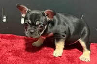 Zara , a male French Bulldog for sale in Sturgis, MI – 9 of 10