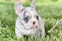 Gwen, a female French Bulldog for sale in Sturgis, MI – 2 of 10