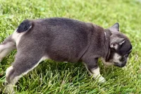 Marshall, a male French Bulldog for sale in Sturgis, MI – 10 of 10