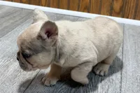 Roseie, a female French Bulldog for sale in Sturgis, MI – 9 of 10