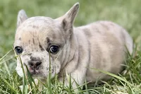 Josie , a female French Bulldog for sale in Sturgis, MI – Photo 3 of 9