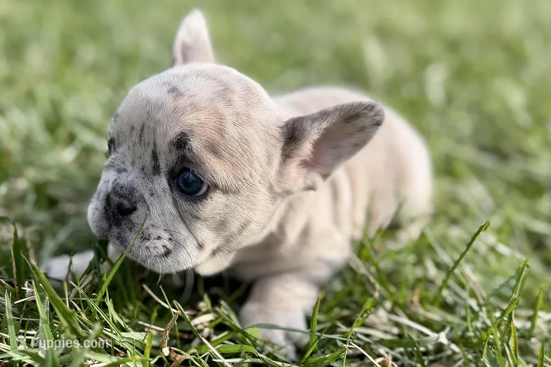 Josie  – French Bulldog puppy for sale in Sturgis, MI