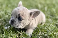 Josie , a female French Bulldog for sale in Sturgis, MI – Photo 1 of 9