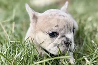 Josie , a female French Bulldog for sale in Sturgis, MI – Photo 4 of 9