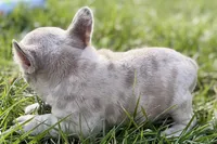 Josie , a female French Bulldog for sale in Sturgis, MI – Photo 8 of 9
