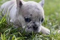 Josie , a female French Bulldog for sale in Sturgis, MI – Photo 5 of 9